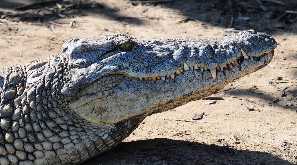 Recreational Animal Murderer Eaten by Croc. Internet Erupts in Joy.