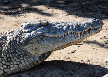 Recreational Animal Murderer Eaten by Croc. Internet Erupts in Joy.